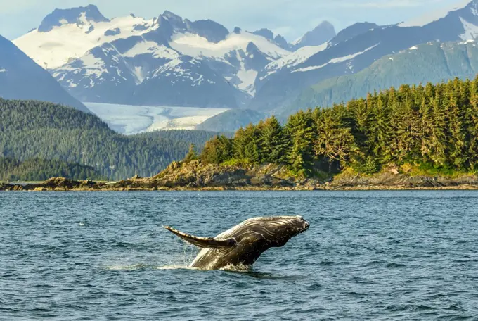 A baby humpback whale breaches in front of the Eagle Glacier in Alaska