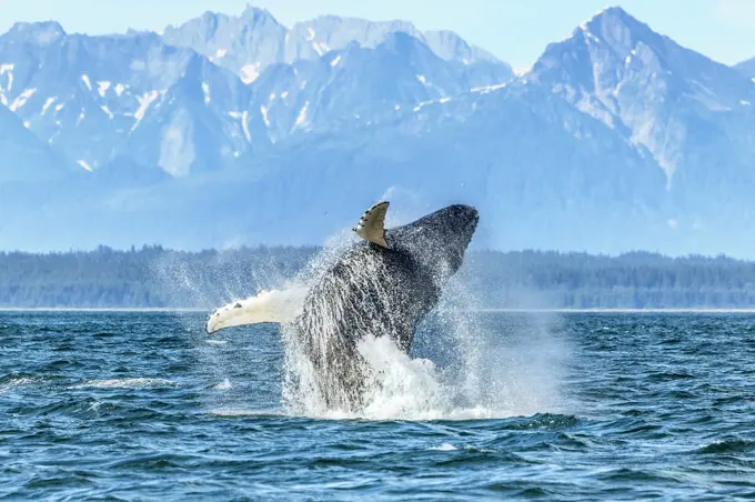 A large humpback whale breaches near Point Adolphus in Alaska.