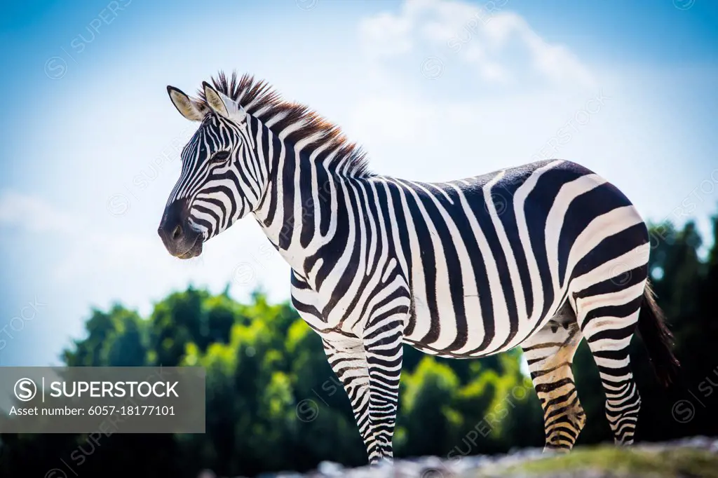 Beautiful zebra standing alone with blue sky