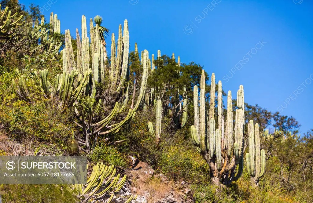 Dry Desert at daylight with cactuses insummer