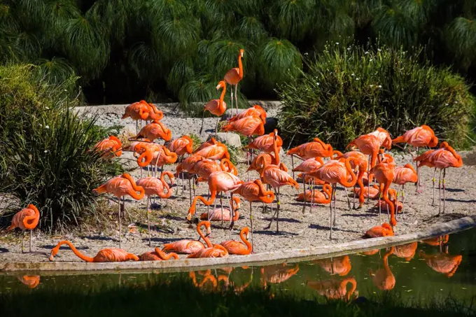 Many beautiful Flamingo at the pond at the day