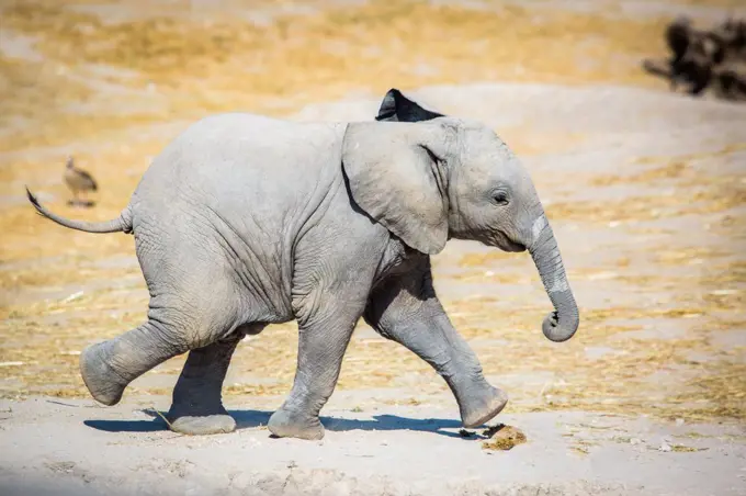 Baby elephant running sideways cute and small