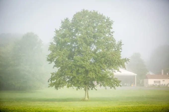 single tree in the fog