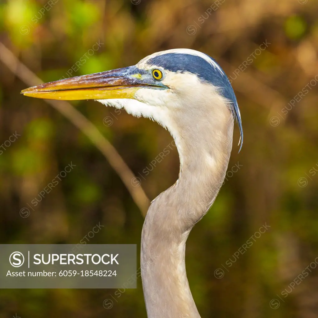 Photograph of a Great Blue Heron bird hunting for food in the Everglades