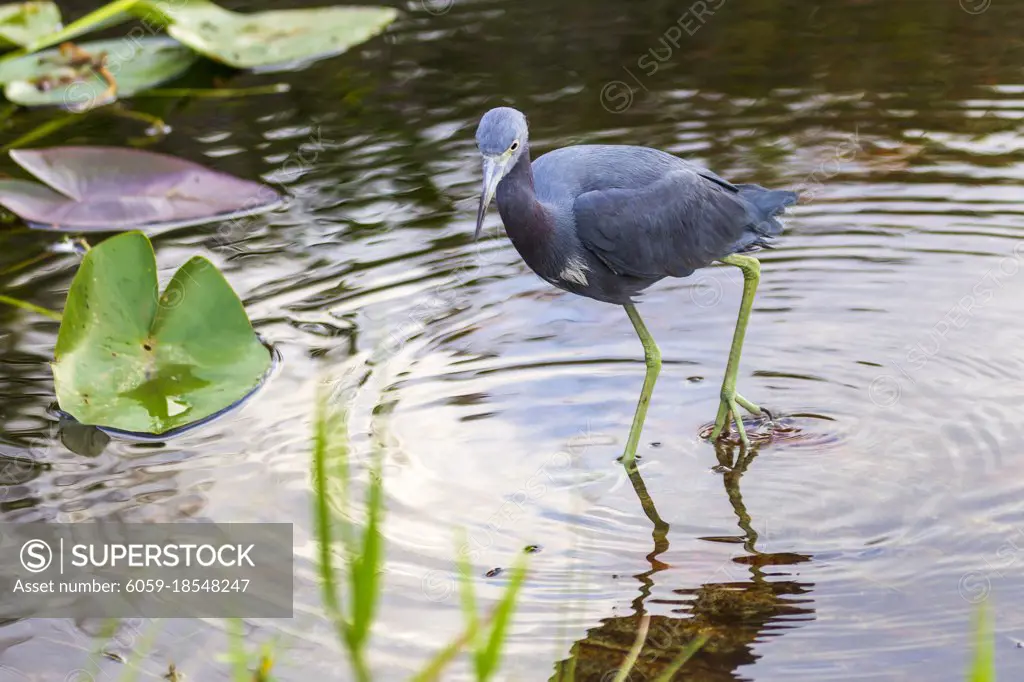Photograph of a Little Blue Heron bird hunting for food in the Everglades