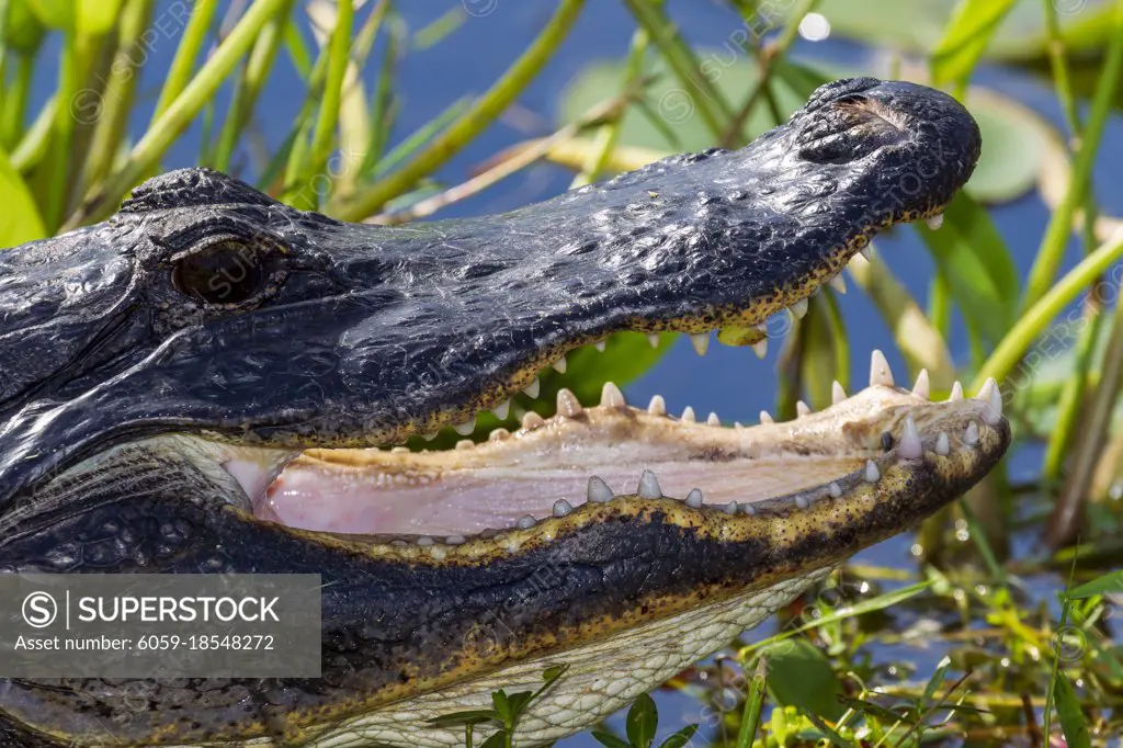 Photograph of an American Alligator resting on land near the water in the Everglades in Florida