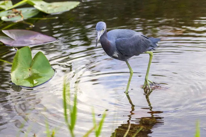 Photograph of a Little Blue Heron bird hunting for food in the Everglades