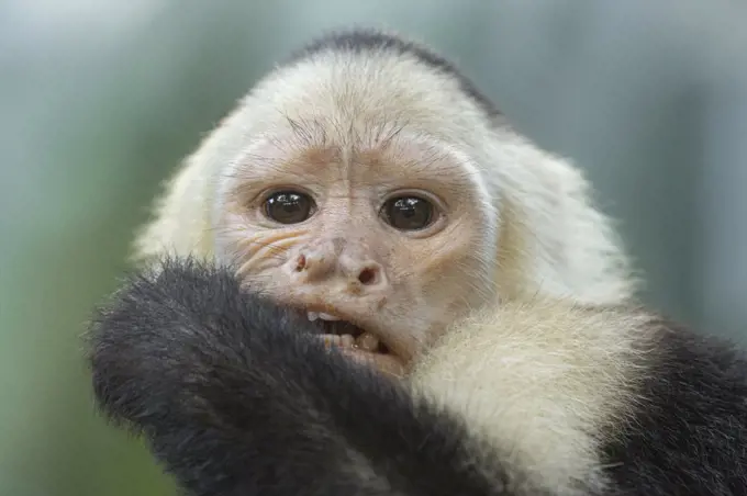 A white-faced Capuchin enjoys its lunch, palm fruits.