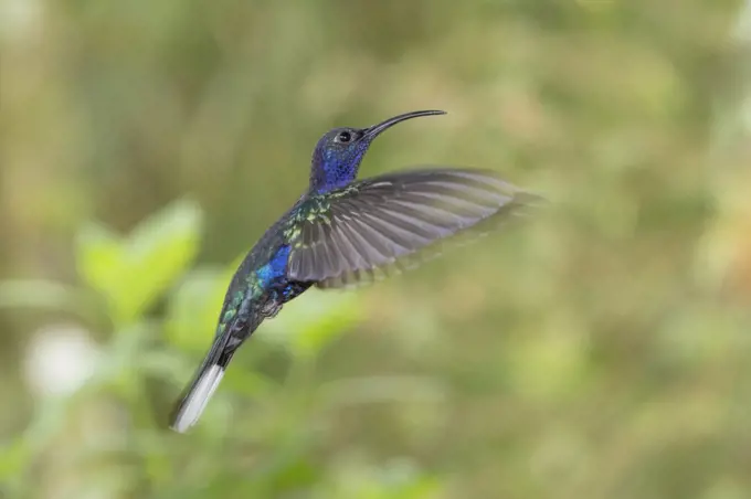 The Violet Sabrewing (Campylopterus hemileucurus) is one of the largest hummingbirds in Costa Rica.