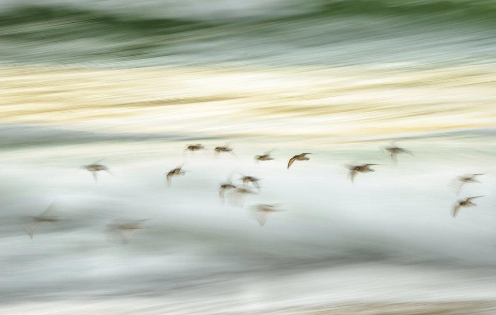 A group of shorebirds flies along the surf at sunset at the Isle of Harris, Scotland