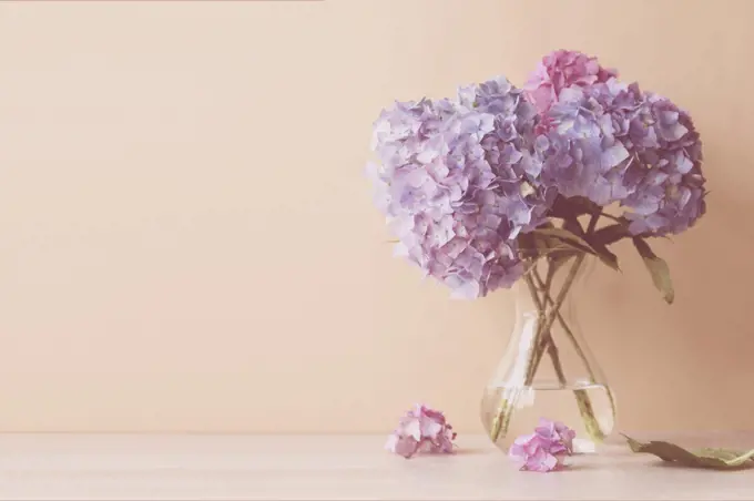 Blue and pink hydrangea blooming flower bouquet. Spring floral background. Selective focus