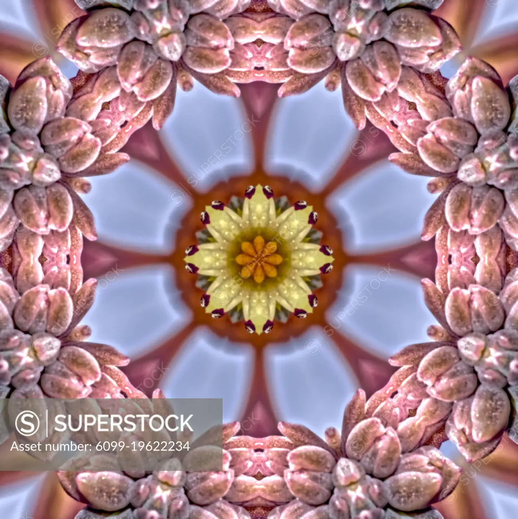 An alien looking flower created by applying fractal mirroring to a photo of an Echeveria Rosea flower.