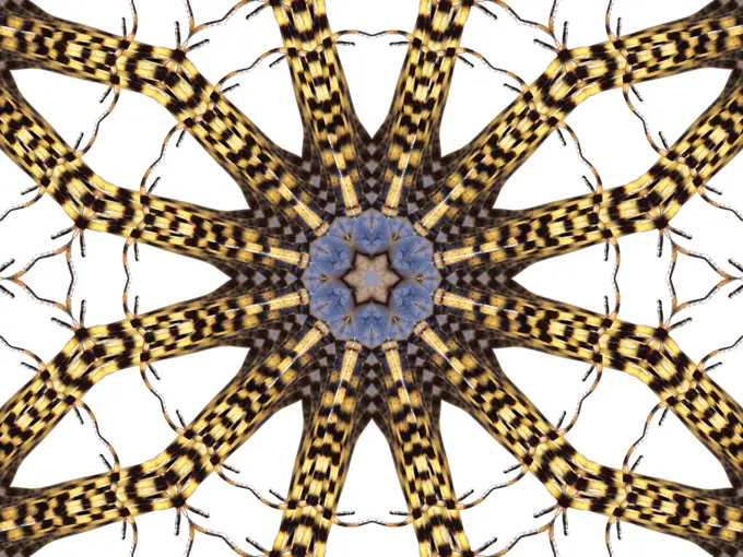 An abstract pattern made by taking a photo of a Garden Spider and applying fractal mirroring.