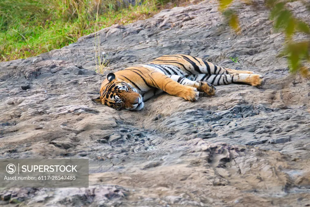 Beautiful Royal Bengal Tiger sleeping resting in jungle. Panthera tigris  population native to the Indian subcontinent. It is the National animal of  India. Ranthambore National Park, Rajasthan, India - SuperStock