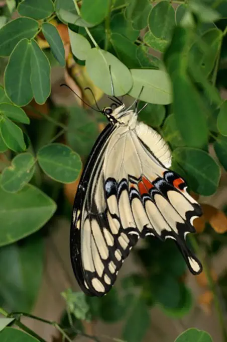 Close-up of a Giant Swallowtail Butterfly on a leaf (Papilio cresphontes)
