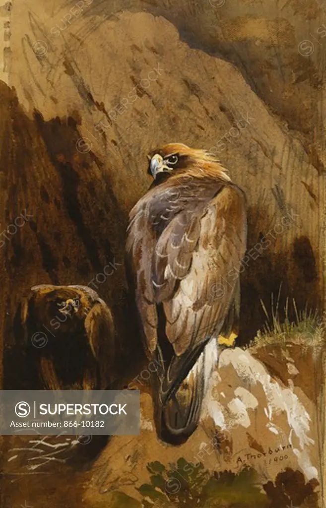 Golden Eagles at Their Eyrie. Archibald Thorburn (1860-1935). Pencil and  watercolour heightened with white, on brown paper. Signed and dated 1900.   x . - SuperStock