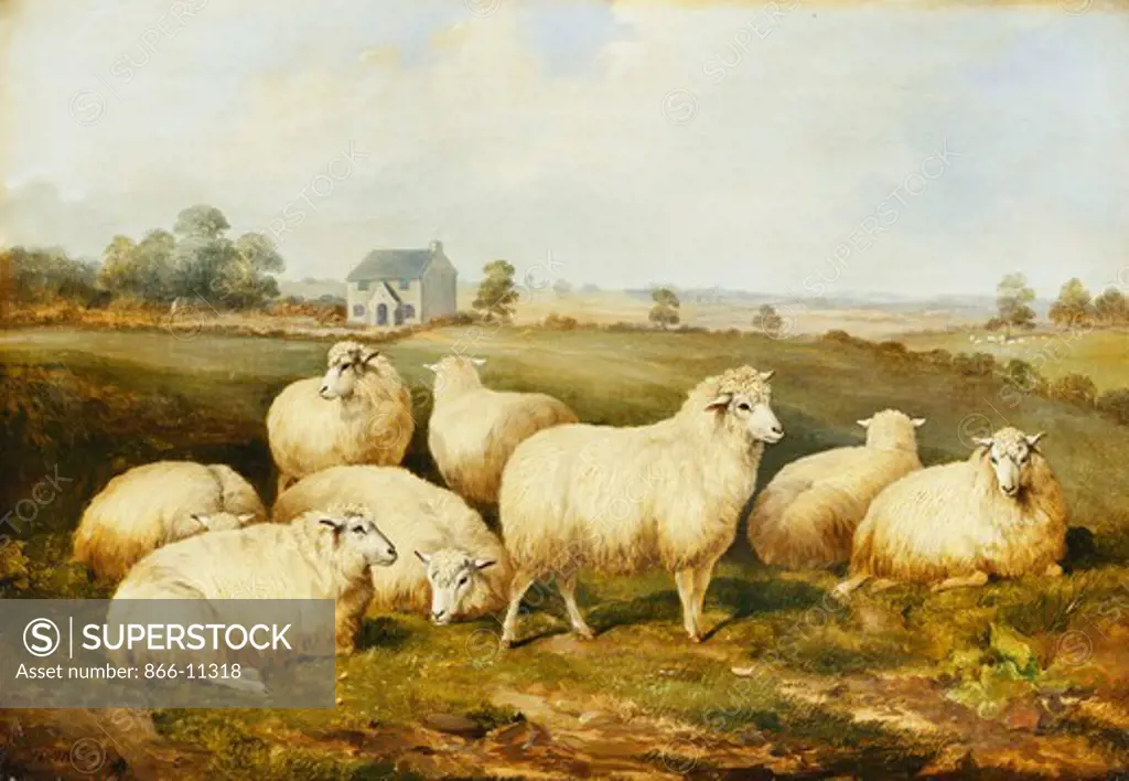 Sheep in a Meadow. James Charles Morris (fl.1851-1863). Oil on canvas. Dated 1857. 43.8 x 61.6cm