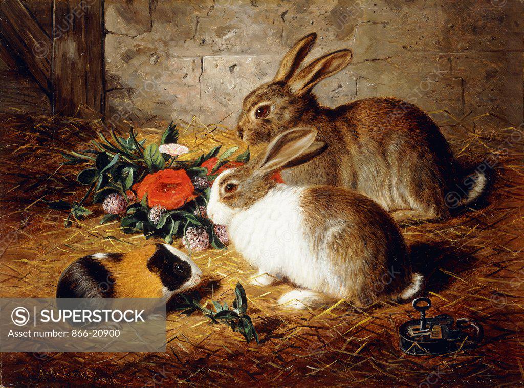 Stock Photo: 866-20900 Escaped: Two Rabbits and Guinea Pig. Alfred R. Barber (active 1879-1893). Oil on canvas. Painted in 1880. 35.5 x 48.5cm.