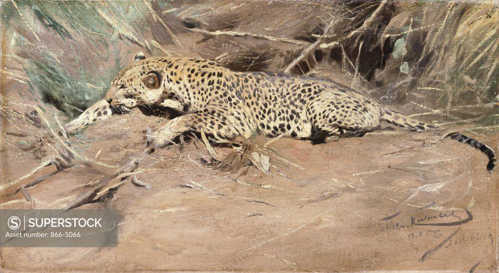 Stock Photo: 866-5066 One Leopard Ein Leopard 1906 Wilhelm Kuhnert (1865-1926 German) Oil On Canvas Christie's Images, London, England