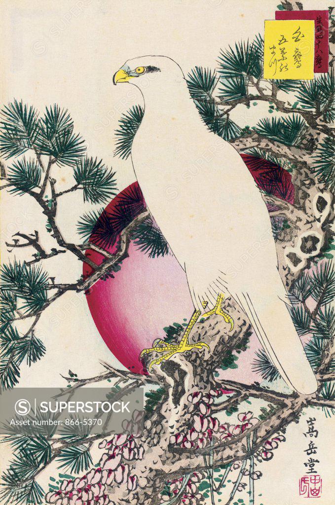 Stock Photo: 866-5370 Exact Reproductions of Hawks, a Bound Album Nakayama Sugakudo (b.19th C. Japanese) Print