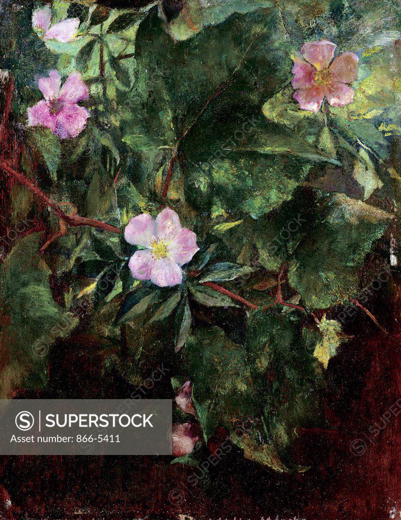 Stock Photo: 866-5411 Wild Rose and Grape Vine, Study from Nature 1871 John La Farge (1835-1910 American) Oil on panel