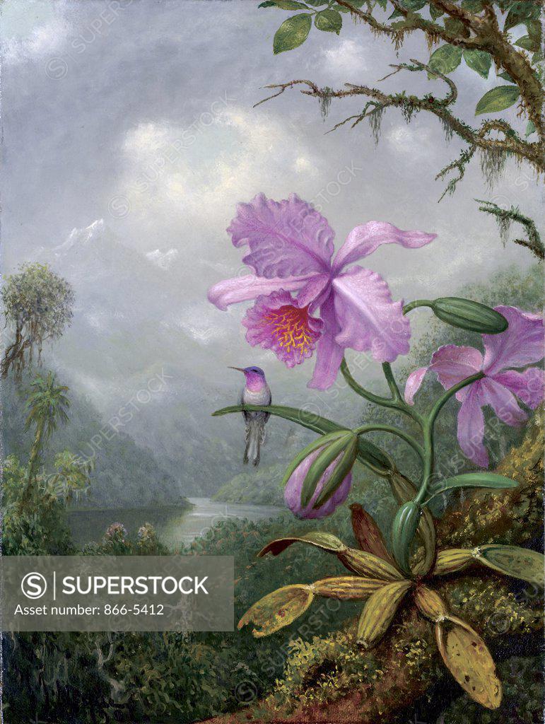 Stock Photo: 866-5412 Hummingbird Perched on an Orchid Plant 1901 Martin Johnson Heade (1819-1904 American) Oil on canvas