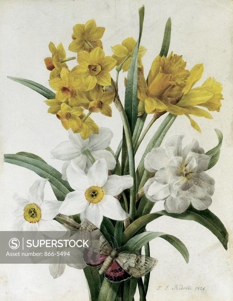 Stock Photo: 866-5494 A Bouquet of Daffodils and Narcissi with a Red Underwing Moth 1826 Pierre Joseph Redouté (1759-1840 French) Watercol & bodycolor