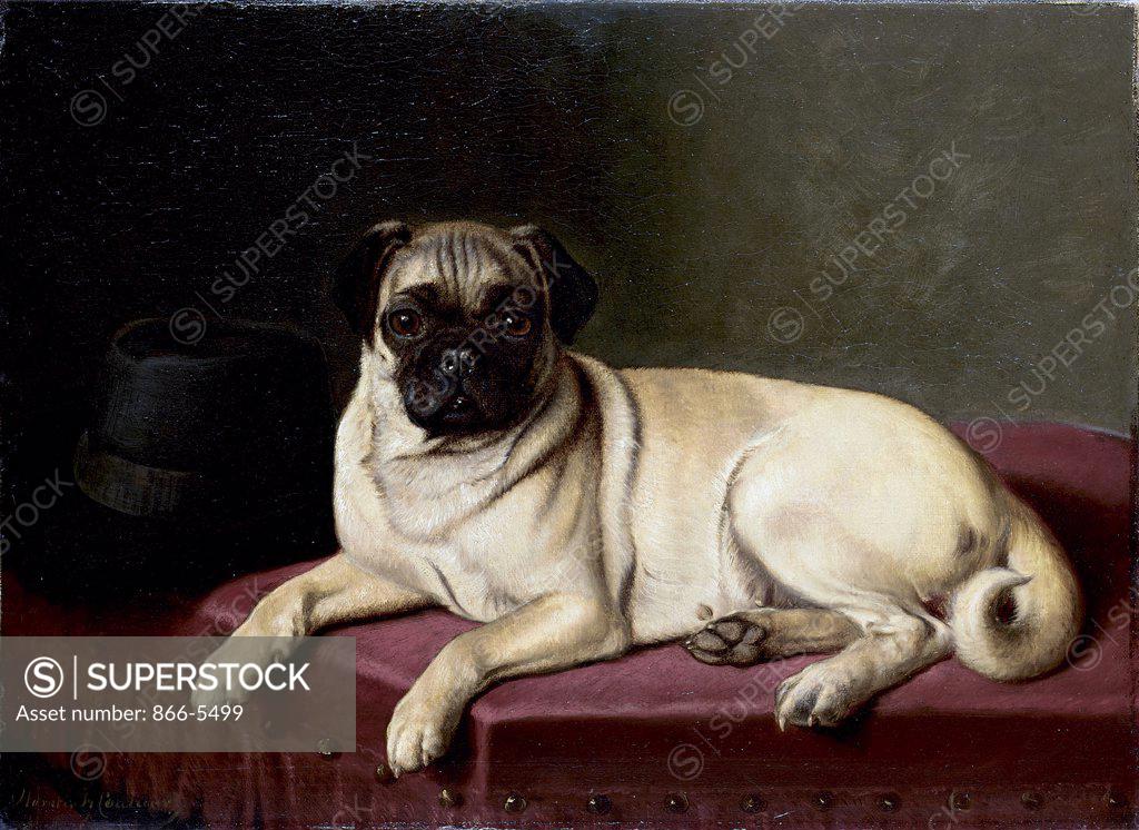 Stock Photo: 866-5499 Waiting for Master - A Pug on a Stool Horatio Henri Couldery (1832-1910 British) Oil on canvas