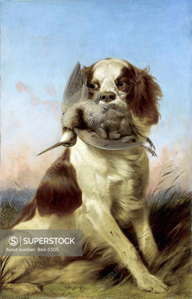 Stock Photo: 866-5505 A Spaniel With A Woodchuck At Sunset Richard Ansdell (1815-1885 British) Oil on canvas