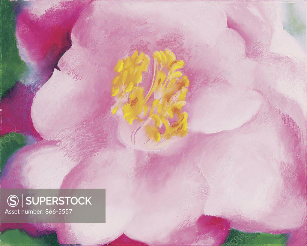 Stock Photo: 866-5557 Pink Camellia Georgia O`Keeffe (1887-1986 American) Pastel on paper brd