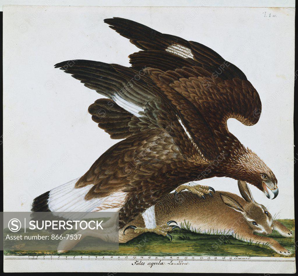 Stock Photo: 866-7537 Eagle With Rabbit Prey. Falco Aquila. The Birds Of Denmark. Tegninger Af Danske Fugle. Johan Top.