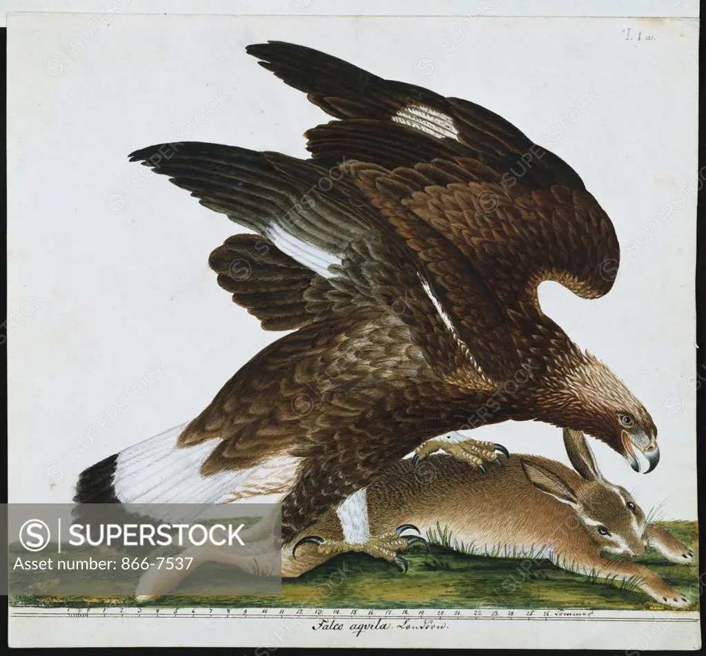 Eagle With Rabbit Prey. Falco Aquila. The Birds Of Denmark. Tegninger Af Danske Fugle. Johan Top.