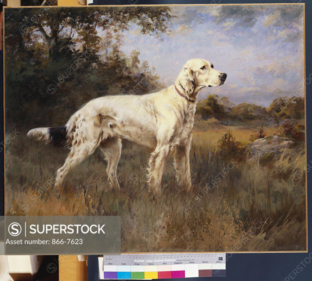 Stock Photo: 866-7623 An English Setter In A Wooded Landscape. Percival Leonard Rosseau (1859-1937). Oil On Canvas, 1922.