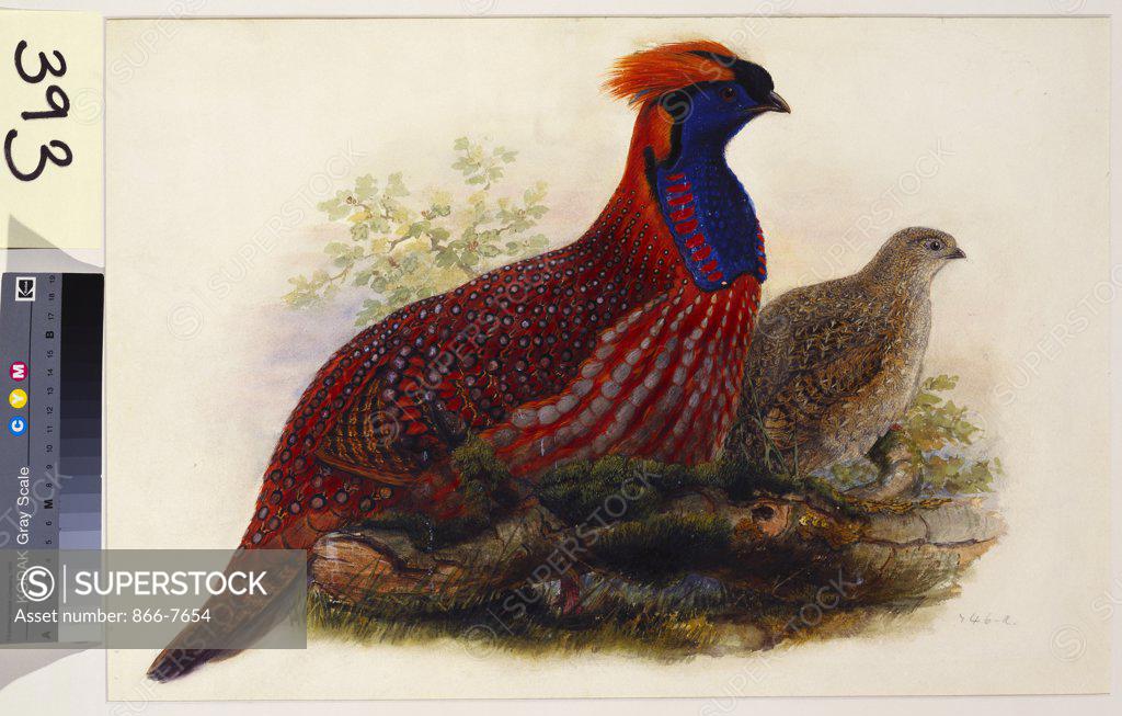 Stock Photo: 866-7654 Temminck's Tragopan (Ceriornis Temminckii). Henry Constantine Richter (1821-1902). Pencil and watercolour heightened with bodycolour and gum arabic, 370 x 545mm.