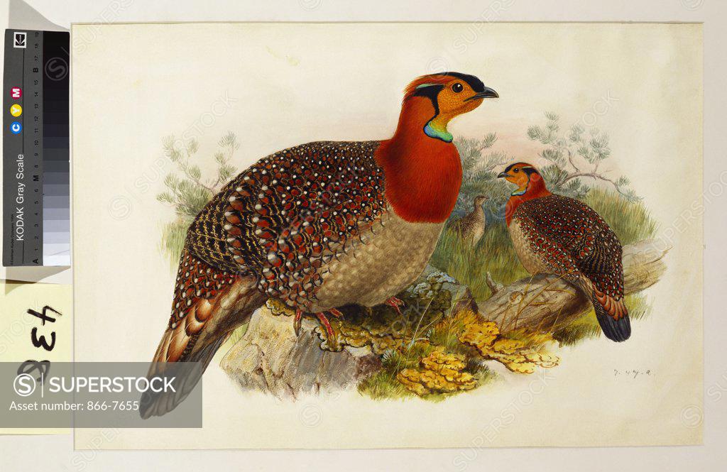 Stock Photo: 866-7655 Blyth's Tragopan (Ceriornis Blythii). Joseph Wolf (1820-99). Pencil and watercolour heightened with bodycolour and gum arabic, 362 x 537mm.