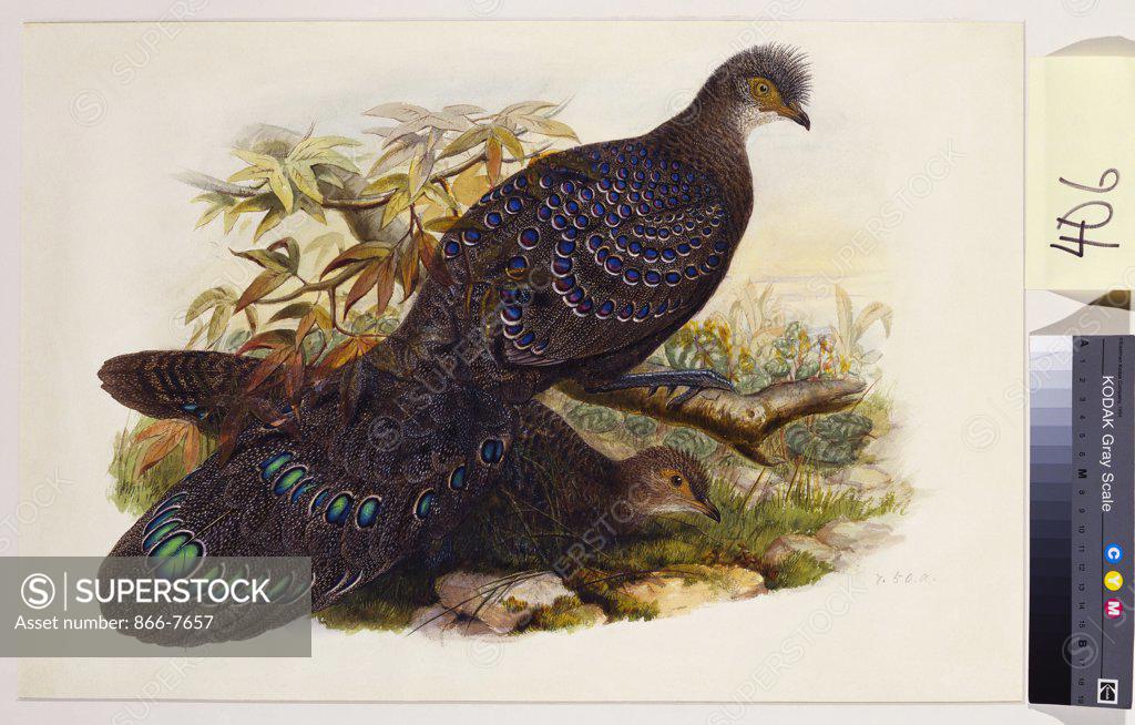 Stock Photo: 866-7657 Grey Peacock Pheasant (Polyplectron Chinquis). Henry Constantine Richter (1821-1902). Pencil and watercolour heightened with bodycolour and gum arabic, 365 x 543mm.