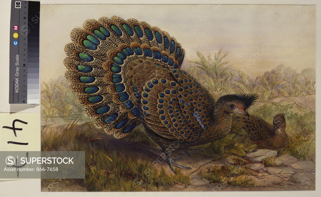 Stock Photo: 866-7658 Malayan Peacock Pheasant (Polyplectron Bicalcaratum). Henry Constantine Richter (1821-1902). Pencil and watercolour heightened with bodycolour and gum arabic, 364 x 534mm.
