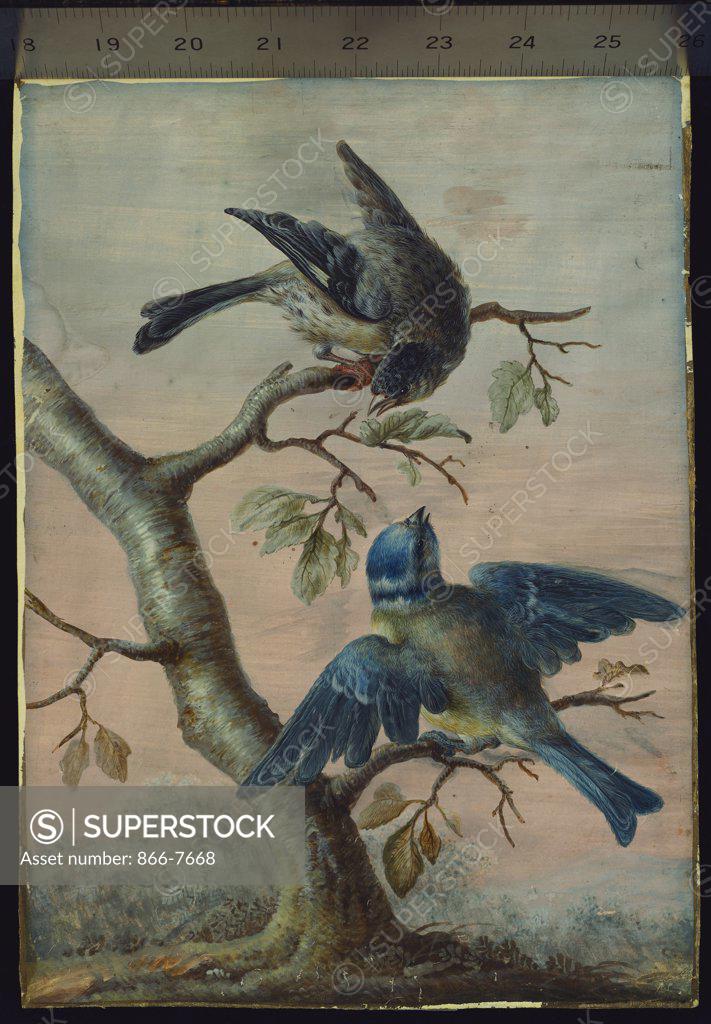 Stock Photo: 866-7668 A Kingfisher on a sapling; and a Blue Tit with a Finch on a sapling. Christoph Ludwig Agricola (1667-1719). Bodycolour on vellum, 11 3/8 x 8in.