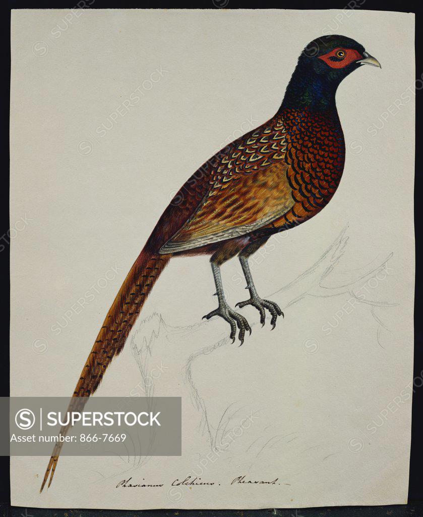 Stock Photo: 866-7669 A Pheasant (Phasianus Colchicus). The Rev. Christopher Atkinson (1754-1795). Pencil and watercolour heightened with gum arabic, 11 1/8 x 9 1/8.
