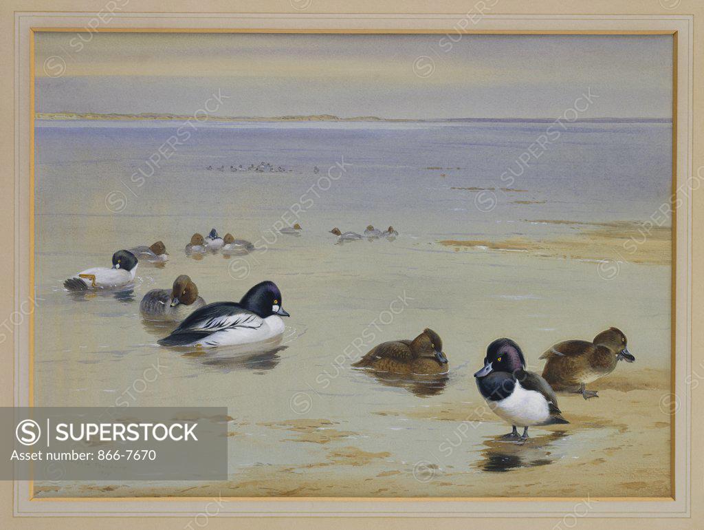 Stock Photo: 866-7670 Goldeneye And Tufted Duck.  Archibald Thorburn (1860-1935). Dated 1919, Pencil And Watercolour Heightened With White, 10 1/2 X 14 1/2in.
