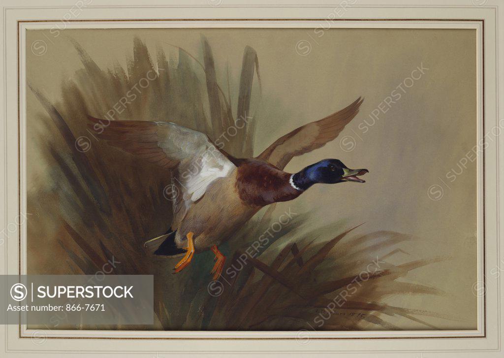 Stock Photo: 866-7671 A Mallard Rising From Reeds. Archibald Thorburn (1860-1935). Dated 1895, Watercolour And Bodycolour On Buff Paper, 19 X 27 3/4in.