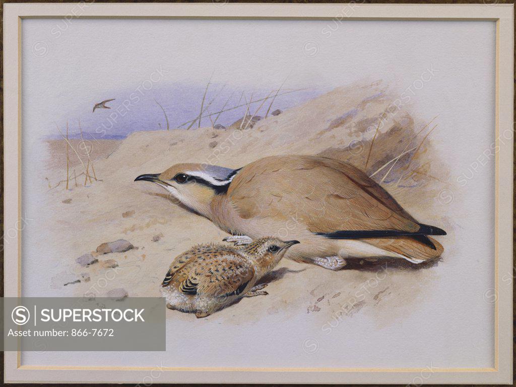 Stock Photo: 866-7672 A Cream-Coloured Courser.  Archibald Thorburn (1860-1935). Pencil And Watercolour Heightened With White, 7 X 9 1/2in.