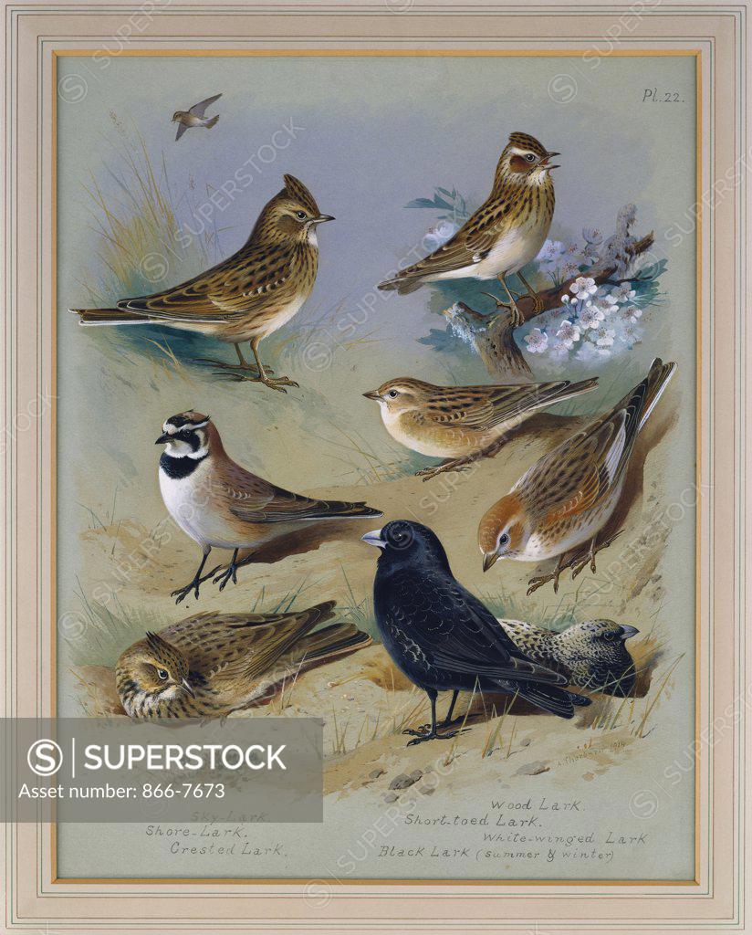 Stock Photo: 866-7673 Larks. Archibald Thorburn (1860-1935). Pencil And Watercolour Heightened With White, 6 3/4 X 5 1/8in.