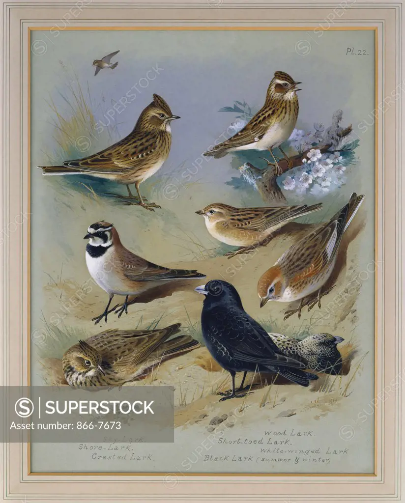 Larks. Archibald Thorburn (1860-1935). Pencil And Watercolour Heightened With White, 6 3/4 X 5 1/8in.