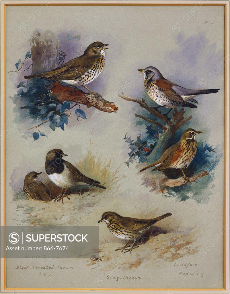 Stock Photo: 866-7674 Thrushes. Archibald Thorburn (1860-1935). Dated 1913, Pencil And Watercolour On Grey-Blue Paper, 19 X 14 3/4in.