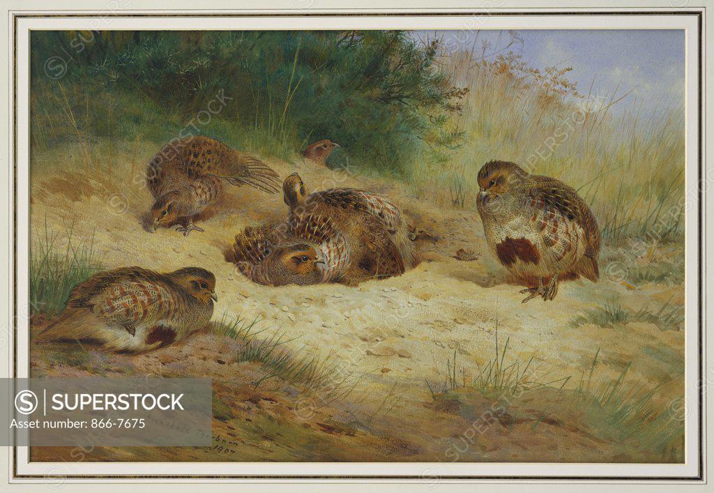 Stock Photo: 866-7675 Partridges Basking.  Archibald Thorburn (1860-1935). Dated 1907, Pencil And Watercolour Heightened With White And Touches Of Gum Arabic, 15 1/8 X 22 3/8in.