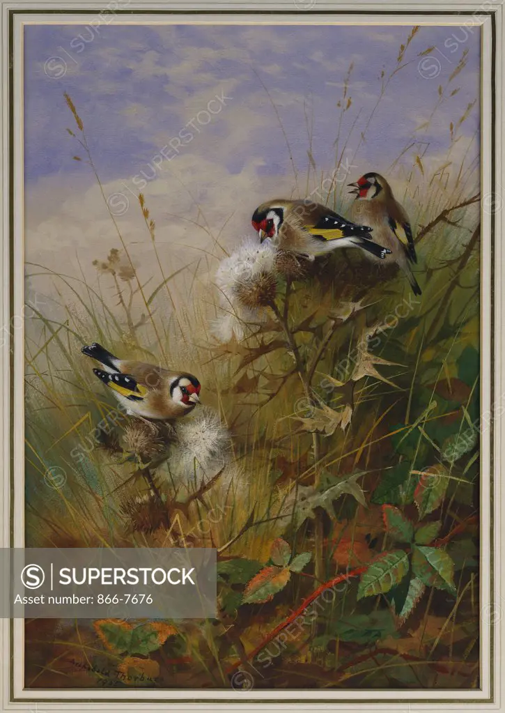 Goldfinches On Thistles. Archibald Thorburn (1860-1935). Pencil And Watercolour Heightened With White, 22 X 15 5/8in.