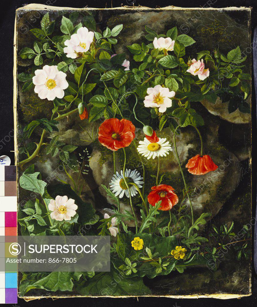 Stock Photo: 866-7805 Wild Roses, Poppies and Daisies by a Rocky Bank.  Augusta Laessoe (1851-1926). Dated 1875, oil on canvas, 41.5 x 34.6cm.