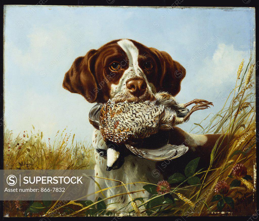 Stock Photo: 866-7832 A Pointer with a Quail amongst Clover. Arthur Fitzwilliam Tait (1819-1905). Dated 1868, oil on board, 25.4 x 30.5cm.
