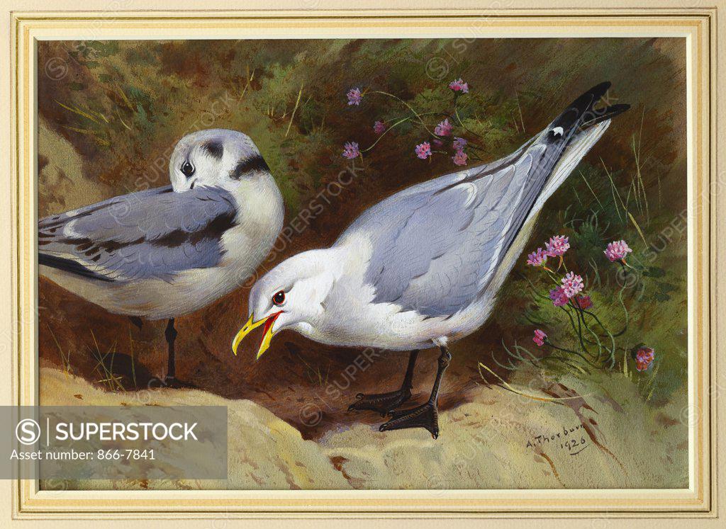 Stock Photo: 866-7841 Kittywake Gulls. Archibald Thorburn (1860-1935). Pencil and watercolour heightened with white, 1926,  21.1 x 30cm.